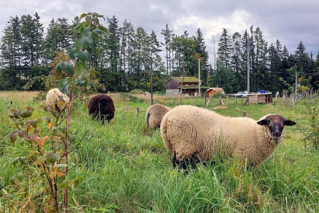 Chalet Boruvka - Biofarma Na Samote V Lesich Benesov  Екстер'єр фото